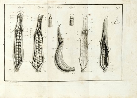  Vitet Louis : Trait� de la sangsue m�dicinale. Medicina  Antoine Francois Fourcroy  - Auction Books from XV to XIX Century [II Part] - Libreria Antiquaria Gonnelli - Casa d'Aste - Gonnelli Casa d'Aste