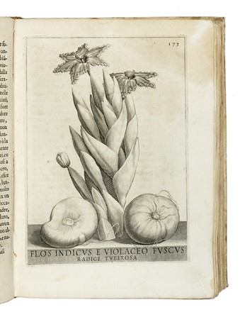  Ferrari Giovanni Battista : Flora overo cultura di fiori [...] distinta in quattro libri e trasportata dalla lingua latina all'italiana da Lodovico Aureli... Figurato, Botanica, Scienze naturali, Collezionismo e Bibliografia, Scienze naturali  Lodovico Aureli, Anna Maria Vaiana, Guido Reni  (Calvenzano di Vergate, 1575 - Bologna, 1642), Pietro Berrettini (detto Pietro da Cortona)  (Cortona, 1596 - Roma, 1669)  - Auction Books from XV to XIX Century [II Part] - Libreria Antiquaria Gonnelli - Casa d'Aste - Gonnelli Casa d'Aste