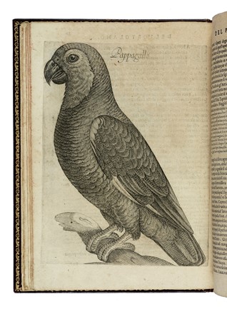  Olina Pietro Giovanni : Uccelliera overo discorso della natura e proprieta di diversi uccelli e in particolare di que' che cantano, con il modo di prendergli, conoscergli, allevargli e mantenergli...  Antonio Tempesta  (Firenze, 1555 - Roma, 1630), Francesco Villamena  (Assisi,  - Roma, 1626)  - Asta Libri a stampa dal XV al XIX secolo [Parte II] - Libreria Antiquaria Gonnelli - Casa d'Aste - Gonnelli Casa d'Aste