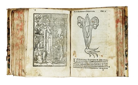  Arnaldo de Vilanova : Herbolario volgare, nel quale se dimostra a conoscer le herbe...  Pedanius Dioscorides  - Asta Libri a stampa dal XV al XIX secolo [Parte II] - Libreria Antiquaria Gonnelli - Casa d'Aste - Gonnelli Casa d'Aste