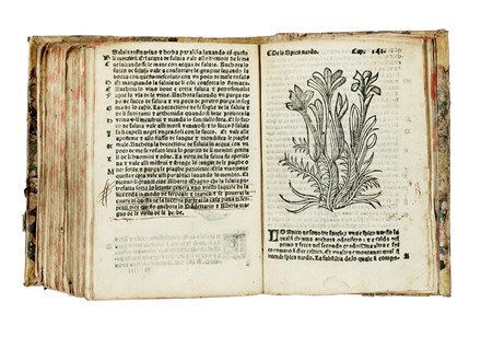 Arnaldo de Vilanova : Herbolario volgare, nel quale se dimostra a conoscer le herbe...  Pedanius Dioscorides  - Asta Libri a stampa dal XV al XIX secolo [Parte II] - Libreria Antiquaria Gonnelli - Casa d'Aste - Gonnelli Casa d'Aste