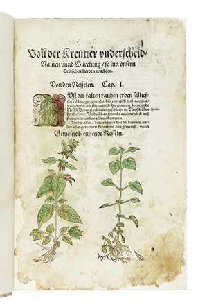  Bock Hieronymus : [Kreter Buch.] Botanica  - Auction Books from XV to XIX Century [II Part] - Libreria Antiquaria Gonnelli - Casa d'Aste - Gonnelli Casa d'Aste