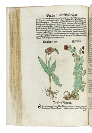  Bock Hieronymus : [Kreter Buch.] Botanica  - Auction Books from XV to XIX Century [II Part] - Libreria Antiquaria Gonnelli - Casa d'Aste - Gonnelli Casa d'Aste