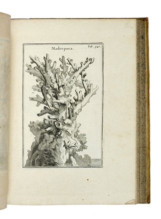  Tournefort (de) Pitton Joseph : Institutiones rei herbariae. Editio tertia. Appendicibus aucta ab Antonio De Jussieu [...] Tomus primo [-tertio]. Botanica, Scienze naturali, Scienze naturali  - Auction Books from XV to XIX Century [II Part] - Libreria Antiquaria Gonnelli - Casa d'Aste - Gonnelli Casa d'Aste