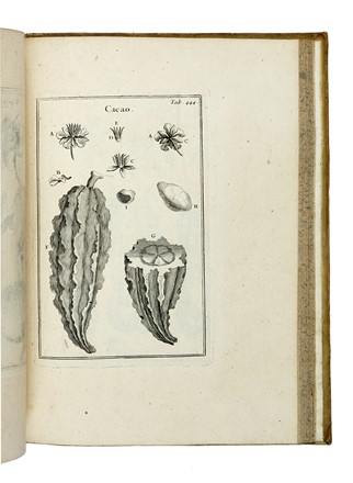  Tournefort (de) Pitton Joseph : Institutiones rei herbariae. Editio tertia. Appendicibus aucta ab Antonio De Jussieu [...] Tomus primo [-tertio]. Botanica, Scienze naturali, Scienze naturali  - Auction Books from XV to XIX Century [II Part] - Libreria Antiquaria Gonnelli - Casa d'Aste - Gonnelli Casa d'Aste