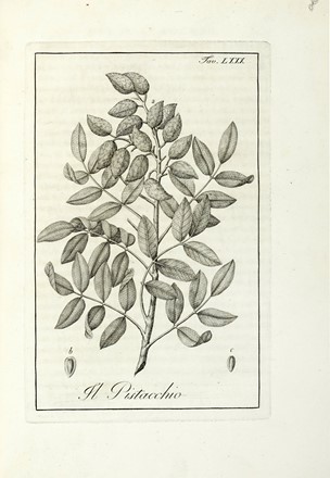  Castiglioni Luigi : Storia delle piante forastiere le piu importanti nell'uso medico, od economico... Tomo I (-IV).  Benedetto Bordiga  (Varallo, 1766 - 1847)  - Asta Libri a stampa dal XV al XIX secolo [Parte II] - Libreria Antiquaria Gonnelli - Casa d'Aste - Gonnelli Casa d'Aste