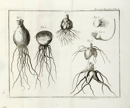  Duhamel du Monceau Henri Louis : La fisica degli alberi in cui si tratta dell'anatomia delle piante e dell'economia vegetabile [...]. Parte prima (-seconda).  - Asta Libri a stampa dal XV al XIX secolo [Parte II] - Libreria Antiquaria Gonnelli - Casa d'Aste - Gonnelli Casa d'Aste