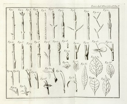  Duhamel du Monceau Henri Louis : La fisica degli alberi in cui si tratta dell'anatomia delle piante e dell'economia vegetabile [...]. Parte prima (-seconda).  - Asta Libri a stampa dal XV al XIX secolo [Parte II] - Libreria Antiquaria Gonnelli - Casa d'Aste - Gonnelli Casa d'Aste