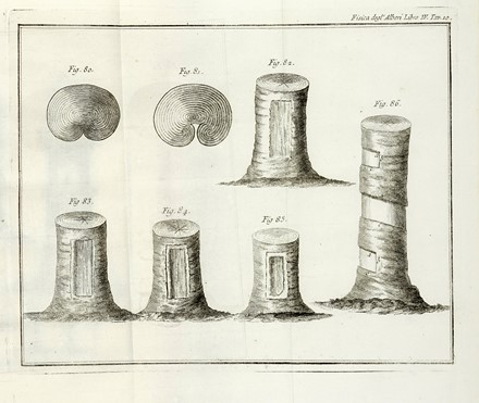  Duhamel du Monceau Henri Louis : La fisica degli alberi in cui si tratta dell'anatomia delle piante e dell'economia vegetabile [...]. Parte prima (-seconda).  - Asta Libri a stampa dal XV al XIX secolo [Parte II] - Libreria Antiquaria Gonnelli - Casa d'Aste - Gonnelli Casa d'Aste