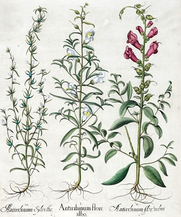  Basilius Besler  (Norimberga, 1561 - 1629) : Quattro tavole da Hortus Eystettensis.  [..]
