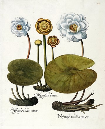  Basilius Besler  (Norimberga, 1561 - 1629) : Quattro tavole da Hortus Eystettensis.  [..]