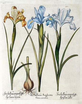  Basilius Besler  (Norimberga, 1561 - 1629) : Quattro tavole da Hortus Eystettensis.  [..]