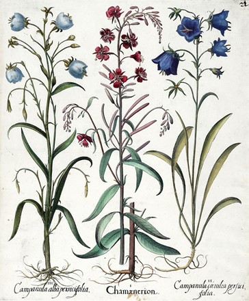  Basilius Besler  (Norimberga, 1561 - 1629) : Quattro tavole da Hortus Eystettensis.  [..]