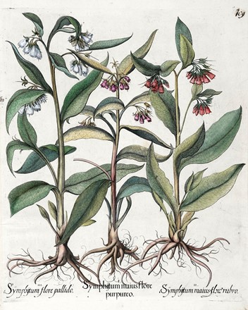  Basilius Besler  (Norimberga, 1561 - 1629) : Quattro tavole da Hortus Eystettensis.  [..]
