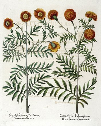  Basilius Besler  (Norimberga, 1561 - 1629) : Quattro tavole da Hortus Eystettensis.  [..]