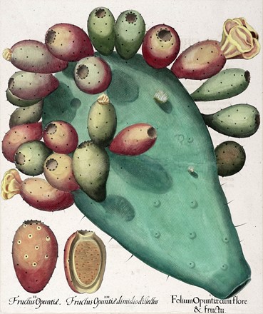 Basilius Besler  (Norimberga, 1561 - 1629) : Quattro tavole da Hortus Eystettensis.  [..]