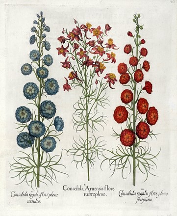 Basilius Besler  (Norimberga, 1561 - 1629) : Quattro tavole da Hortus Eystettensis.  [..]