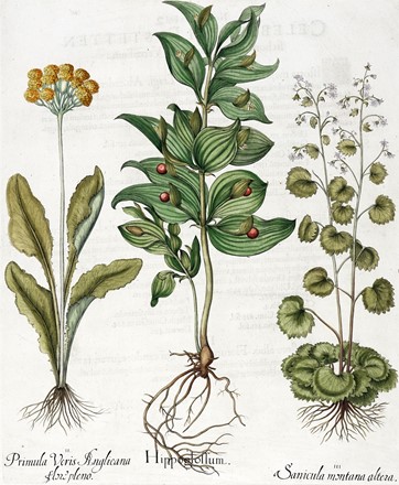  Basilius Besler  (Norimberga, 1561 - 1629) : Quattro tavole da Hortus Eystettensis.  [..]