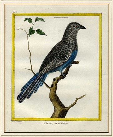  Franois Nicolas Martinet  (Francia, 1731 - 1800) : Cinque tavole ornitologiche.  - Auction Ancient Art [I Part] - Libreria Antiquaria Gonnelli - Casa d'Aste - Gonnelli Casa d'Aste