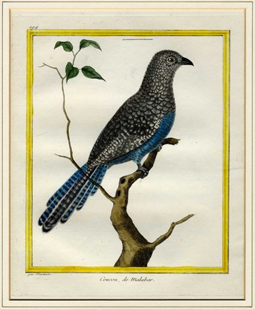  François Nicolas Martinet  (Francia, 1731 - 1800) : Cinque tavole ornitologiche.  - Auction Ancient Art [I Part] - Libreria Antiquaria Gonnelli - Casa d'Aste - Gonnelli Casa d'Aste