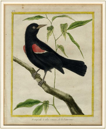  François Nicolas Martinet  (Francia, 1731 - 1800) : Cinque tavole ornitologiche.  - Auction Ancient Art [I Part] - Libreria Antiquaria Gonnelli - Casa d'Aste - Gonnelli Casa d'Aste