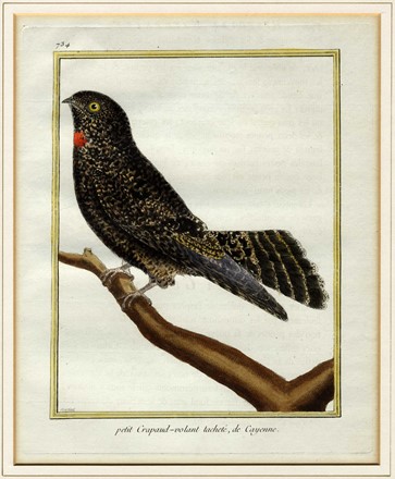  Franois Nicolas Martinet  (Francia, 1731 - 1800) : Cinque tavole ornitologiche.  - Asta Arte Antica [Parte I] - Libreria Antiquaria Gonnelli - Casa d'Aste - Gonnelli Casa d'Aste