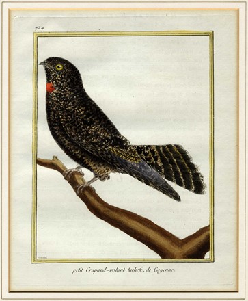  François Nicolas Martinet  (Francia, 1731 - 1800) : Cinque tavole ornitologiche.  - Auction Ancient Art [I Part] - Libreria Antiquaria Gonnelli - Casa d'Aste - Gonnelli Casa d'Aste
