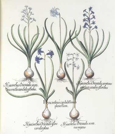  Besler Basilius : Hortus Eystettensis. Botanica, Facsimili, Scienze naturali, Collezionismo  [..]