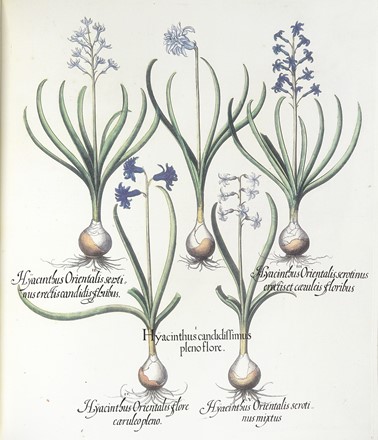  Besler Basilius : Hortus Eystettensis.  - Asta Libri, autografi e manoscritti - Libreria Antiquaria Gonnelli - Casa d'Aste - Gonnelli Casa d'Aste