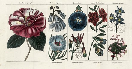 Silva Ercole : Dell?arte dei Giardini inglesi [...]. Edizione seconda. Tomo I (-II).  Filippo Re, Gaetano Riboldi  - Asta Libri, autografi e manoscritti - Libreria Antiquaria Gonnelli - Casa d'Aste - Gonnelli Casa d'Aste
