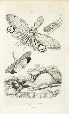  Guerin-Méneville Félix-Edouard : Dictionnaire pittoresque d'histoire naturelle  [..]