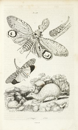  Guerin-Méneville Félix-Edouard : Dictionnaire pittoresque d'histoire naturelle et des phénomènes de la nature, contenant l'histoire des animaux, des végétaux [...]. Tome premier (-neuvième).  Charles Beyer  - Asta Libri, autografi e manoscritti - Libreria Antiquaria Gonnelli - Casa d'Aste - Gonnelli Casa d'Aste