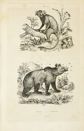  Guerin-Méneville Félix-Edouard : Dictionnaire pittoresque d'histoire naturelle et des phénomènes de la nature, contenant l'histoire des animaux, des végétaux [...]. Tome premier (-neuvième).  Charles Beyer  - Asta Libri, autografi e manoscritti - Libreria Antiquaria Gonnelli - Casa d'Aste - Gonnelli Casa d'Aste