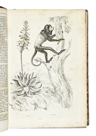  Guerin-Méneville Félix-Edouard : Dictionnaire pittoresque d'histoire naturelle et des phénomènes de la nature, contenant l'histoire des animaux, des végétaux [...]. Tome premier (-neuvième).  Charles Beyer  - Asta Libri, autografi e manoscritti - Libreria Antiquaria Gonnelli - Casa d'Aste - Gonnelli Casa d'Aste