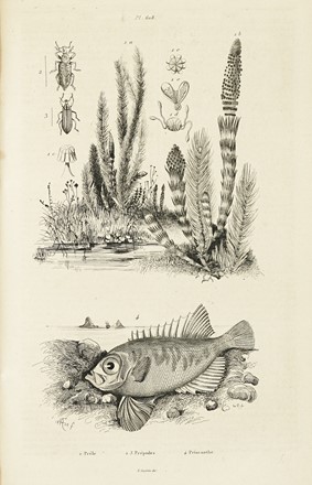  Guerin-Méneville Félix-Edouard : Dictionnaire pittoresque d'histoire naturelle  [..]