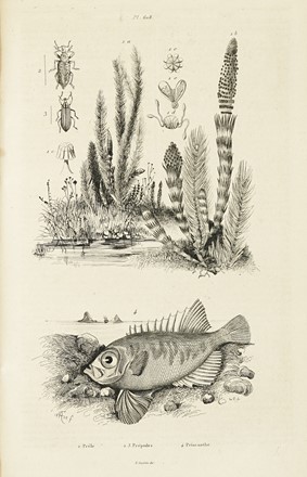  Guerin-Méneville Félix-Edouard : Dictionnaire pittoresque d'histoire naturelle et des phénomènes de la nature, contenant l'histoire des animaux, des végétaux [...]. Tome premier (-neuvième).  Charles Beyer  - Asta Libri, autografi e manoscritti - Libreria Antiquaria Gonnelli - Casa d'Aste - Gonnelli Casa d'Aste