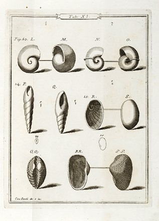  Soldani Ambrogio : Saggio orittografico ovvero osservazioni sopra le terre nautilitiche ed ammonitiche della Toscana. Conchiglie, Scienze naturali  Giuseppe Giuli  - Auction Books, autographs and manuscripts - Libreria Antiquaria Gonnelli - Casa d'Aste - Gonnelli Casa d'Aste