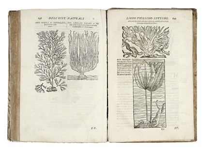  Imperato Ferrante : Historia naturale [...] Nella quale ordinatamente si tratta della diversa condition di minere, pietre pretiose, & altre curiosit�. Con varie historie di piante, & animali...  - Asta Libri, autografi e manoscritti - Libreria Antiquaria Gonnelli - Casa d'Aste - Gonnelli Casa d'Aste