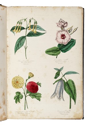  Le Maout Emmanuel : Les trois règnes de la Nature. Botanique. Organographie et taxonomie. Histoire naturelle des familles végétales...  - Asta Libri, autografi e manoscritti - Libreria Antiquaria Gonnelli - Casa d'Aste - Gonnelli Casa d'Aste