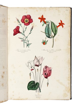  Le Maout Emmanuel : Les trois règnes de la Nature. Botanique. Organographie et taxonomie. Histoire naturelle des familles végétales...  - Asta Libri, autografi e manoscritti - Libreria Antiquaria Gonnelli - Casa d'Aste - Gonnelli Casa d'Aste