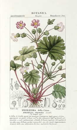 Dizionario delle Scienze Naturali, nel quale si tratta metodicamente dei differenti esseri della Natura, [...] la medicina, l'agricoltura, il commercio, e le arti [...] accompagnato da una biografia de' più celebri Naturalisti...  - Asta Libri, Autografi e Manoscritti - Libreria Antiquaria Gonnelli - Casa d'Aste - Gonnelli Casa d'Aste