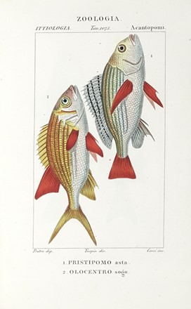 Dizionario delle Scienze Naturali, nel quale si tratta metodicamente dei differenti esseri della Natura, [...] la medicina, l'agricoltura, il commercio, e le arti [...] accompagnato da una biografia de' più celebri Naturalisti...  - Asta Libri, Autografi e Manoscritti - Libreria Antiquaria Gonnelli - Casa d'Aste - Gonnelli Casa d'Aste