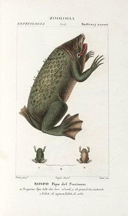 Dizionario delle Scienze Naturali, nel quale si tratta metodicamente dei differenti esseri della Natura, [...] la medicina, l'agricoltura, il commercio, e le arti [...] accompagnato da una biografia de' più celebri Naturalisti...  - Asta Libri, Autografi e Manoscritti - Libreria Antiquaria Gonnelli - Casa d'Aste - Gonnelli Casa d'Aste