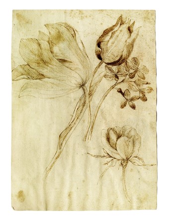  Jacopo Ligozzi  (1547 - 1626) [alla maniera di] : Foglio di studi per tulipani e altri fiori.  - Asta Arte Antica, Moderna e Contemporanea [parte I] - Libreria Antiquaria Gonnelli - Casa d'Aste - Gonnelli Casa d'Aste