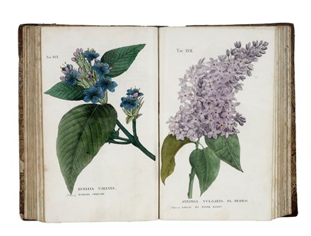  Piccioli Antonio : L'antotrofia, ossia la coltivazione de' fiori... Botanica, Scienze naturali  - Auction Books, Autographs and Manuscripts - Libreria Antiquaria Gonnelli - Casa d'Aste - Gonnelli Casa d'Aste