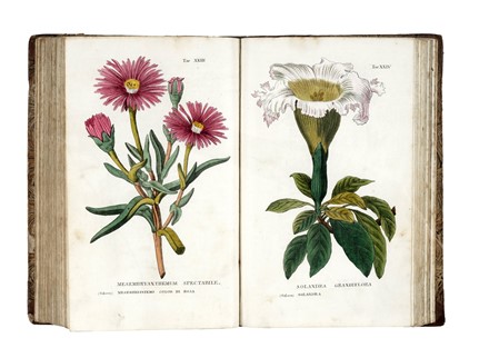  Piccioli Antonio : L'antotrofia, ossia la coltivazione de' fiori... Botanica, Scienze naturali  - Auction Books, Autographs and Manuscripts - Libreria Antiquaria Gonnelli - Casa d'Aste - Gonnelli Casa d'Aste