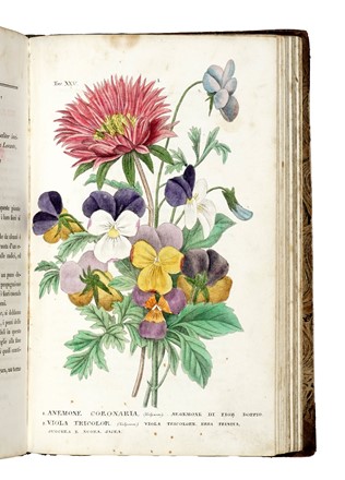  Piccioli Antonio : L'antotrofia, ossia la coltivazione de' fiori... Botanica, Scienze naturali  - Auction Books, Autographs and Manuscripts - Libreria Antiquaria Gonnelli - Casa d'Aste - Gonnelli Casa d'Aste