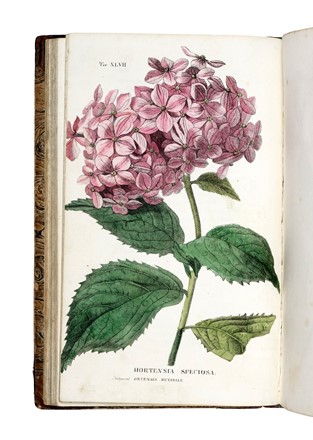  Piccioli Antonio : L'antotrofia, ossia la coltivazione de' fiori... Botanica, Scienze naturali  - Auction Books, Autographs and Manuscripts - Libreria Antiquaria Gonnelli - Casa d'Aste - Gonnelli Casa d'Aste