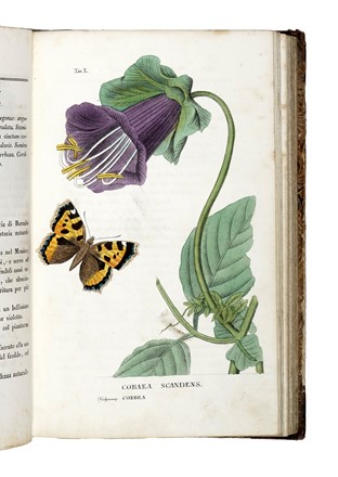  Piccioli Antonio : L'antotrofia, ossia la coltivazione de' fiori... Botanica, Scienze naturali  - Auction Books, Autographs and Manuscripts - Libreria Antiquaria Gonnelli - Casa d'Aste - Gonnelli Casa d'Aste