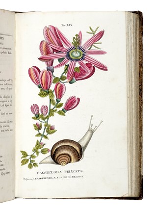  Piccioli Antonio : L'antotrofia, ossia la coltivazione de' fiori... Botanica, Scienze naturali  - Auction Books, Autographs and Manuscripts - Libreria Antiquaria Gonnelli - Casa d'Aste - Gonnelli Casa d'Aste